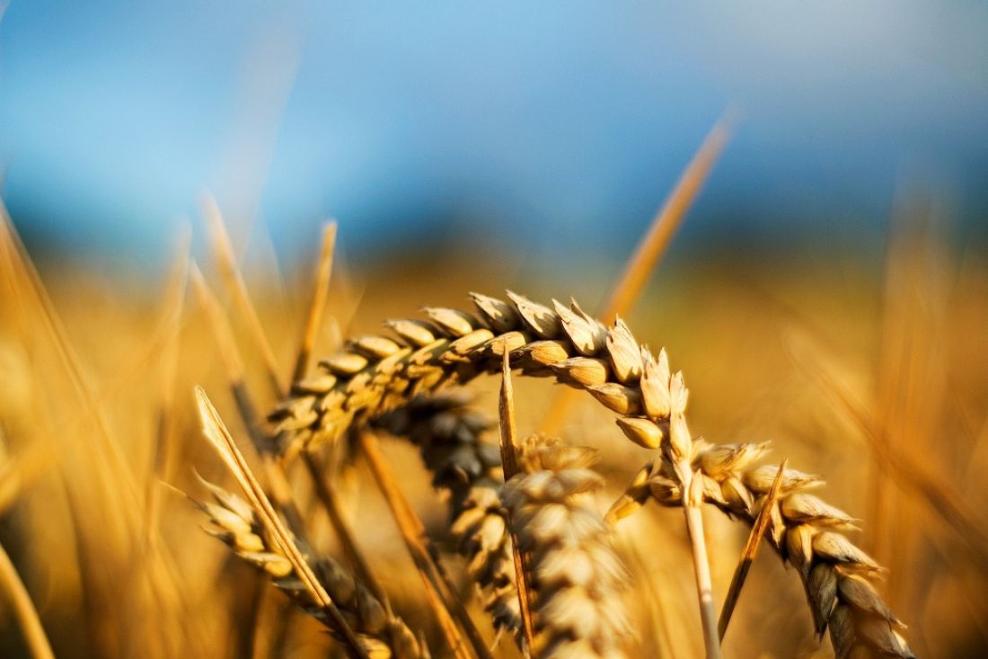 Аграрии Новосибирской области намолотили более двух миллионов тонн зерна