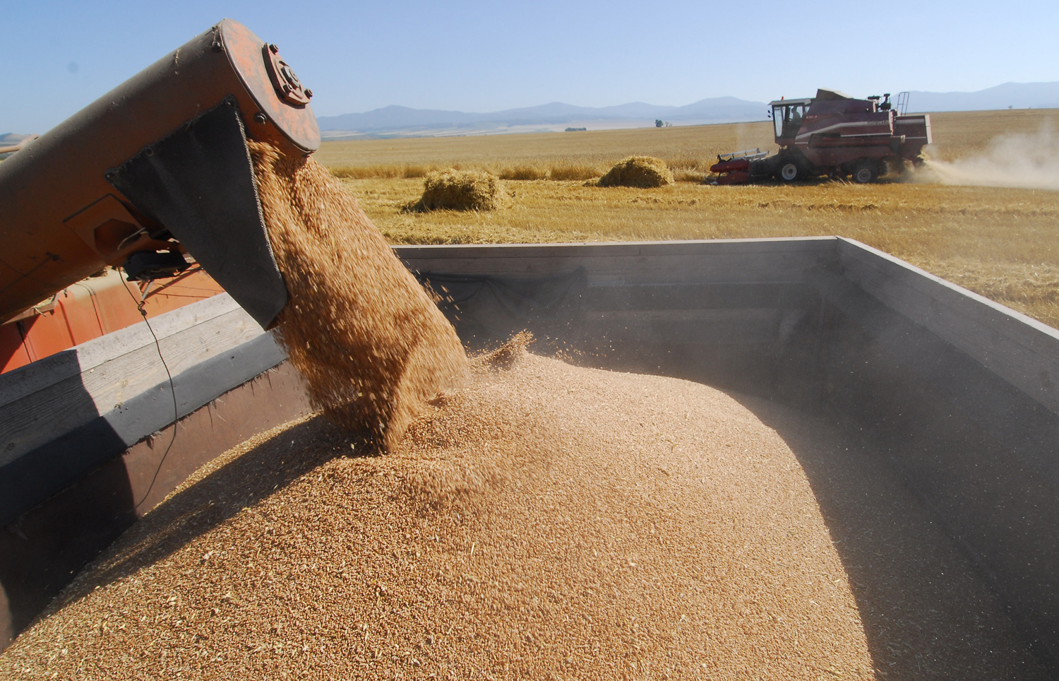 Валовый сбор зерна в Новосибирской области составляет 2,3 млн тонн зерна