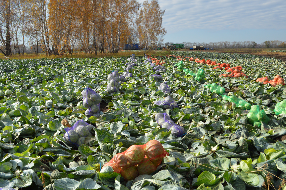 Пресс-тур в Ордынку: 152 сельхозпроизводителя завершили уборочную кампанию в Новосибирской области